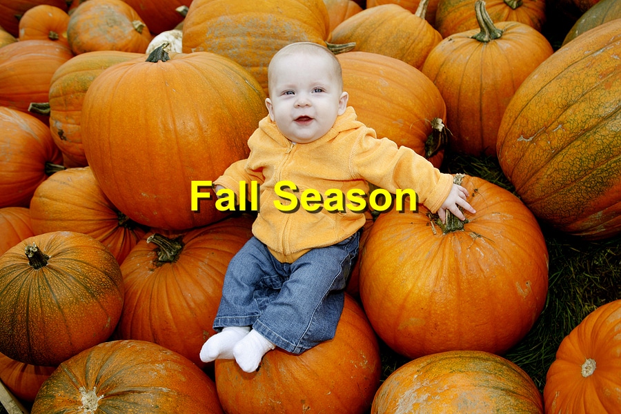 Fall Season